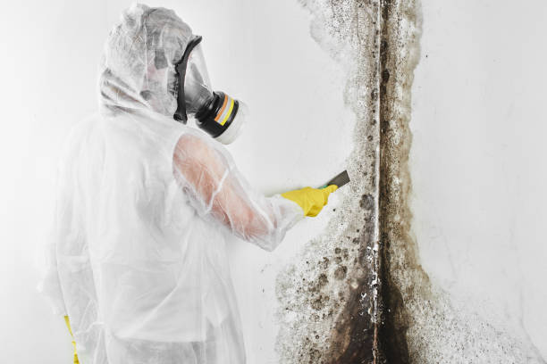 Home Mold Removal in Marshall, VA