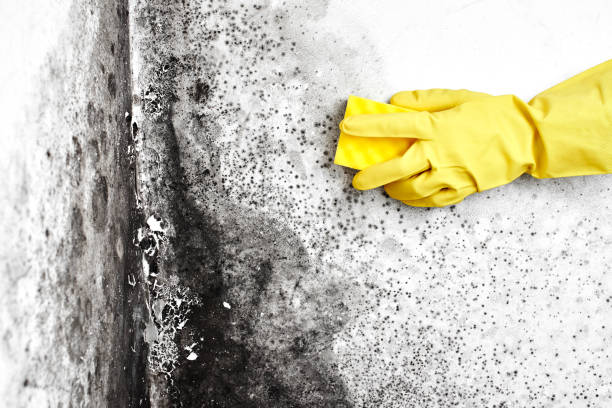 Trusted Marshall, VA Mold Removal Experts