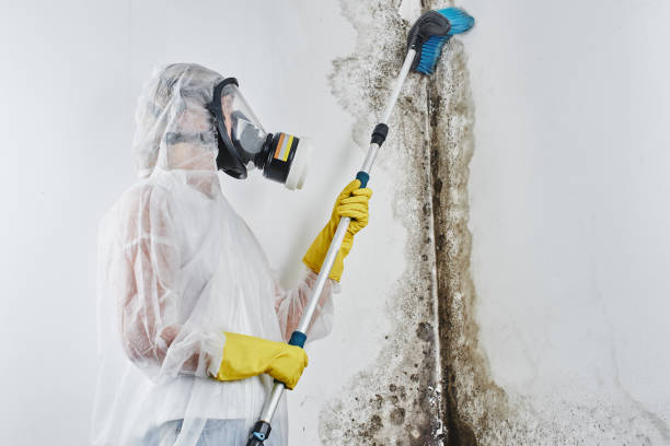 Best Mold Cleaning Services  in Marshall, VA