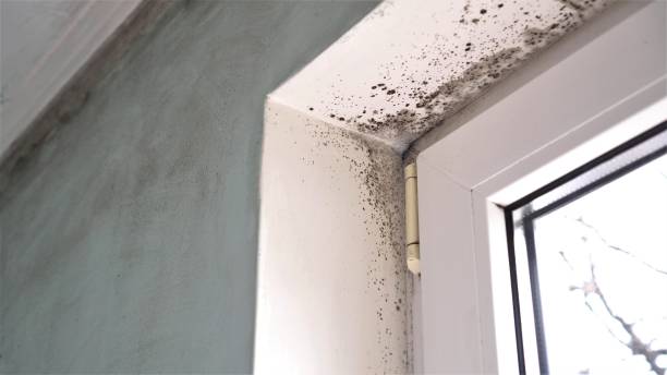 Best Black Mold Removal  in Marshall, VA