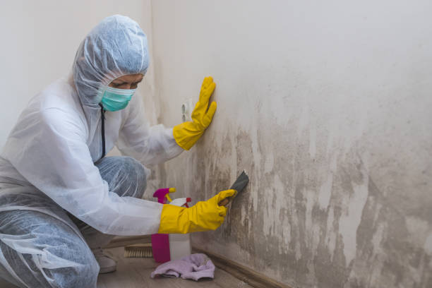 Best Residential Mold Removal  in Marshall, VA