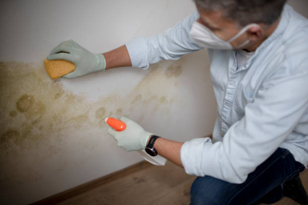 Best Same-Day Mold Removal  in Marshall, VA