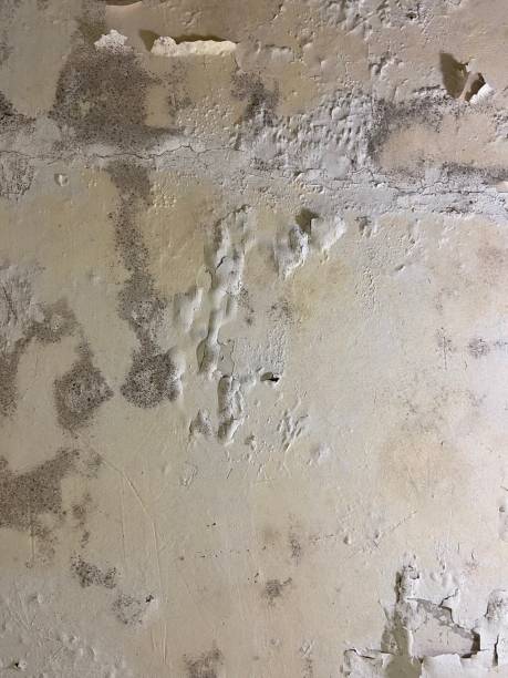 Best Home Mold Removal  in Marshall, VA