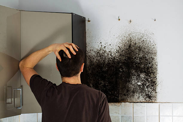 Best Office Mold Removal Services  in Marshall, VA