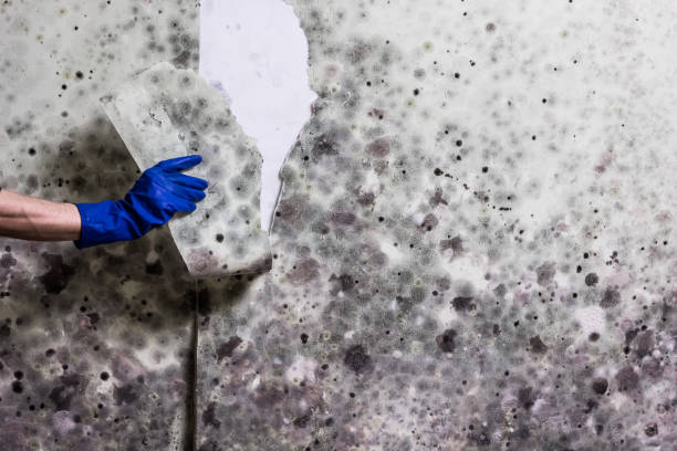Best Best Mold Removal Companies  in Marshall, VA