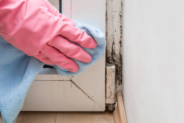 Best Mold Remediation  in Marshall, VA
