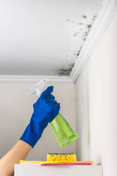 Best Mold Testing and Removal  in Marshall, VA
