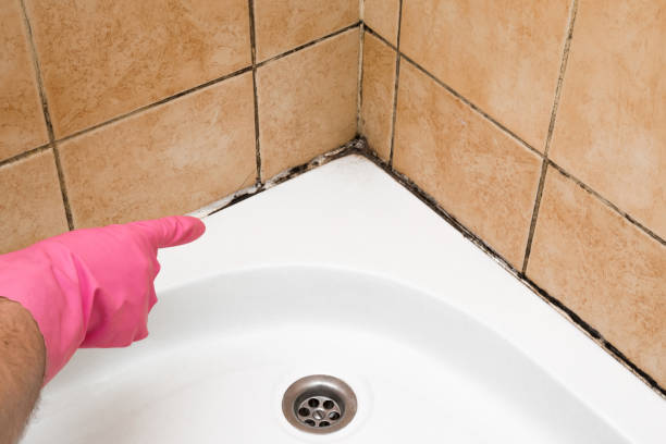 Best Certified Mold Removal  in Marshall, VA